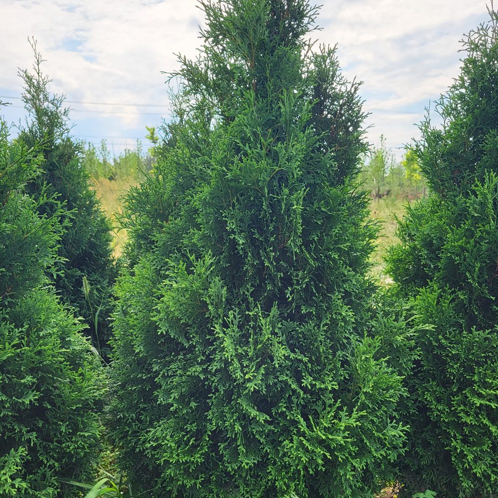 Thuya Occidentalis Holmstrup - Cèdre Holmstrup