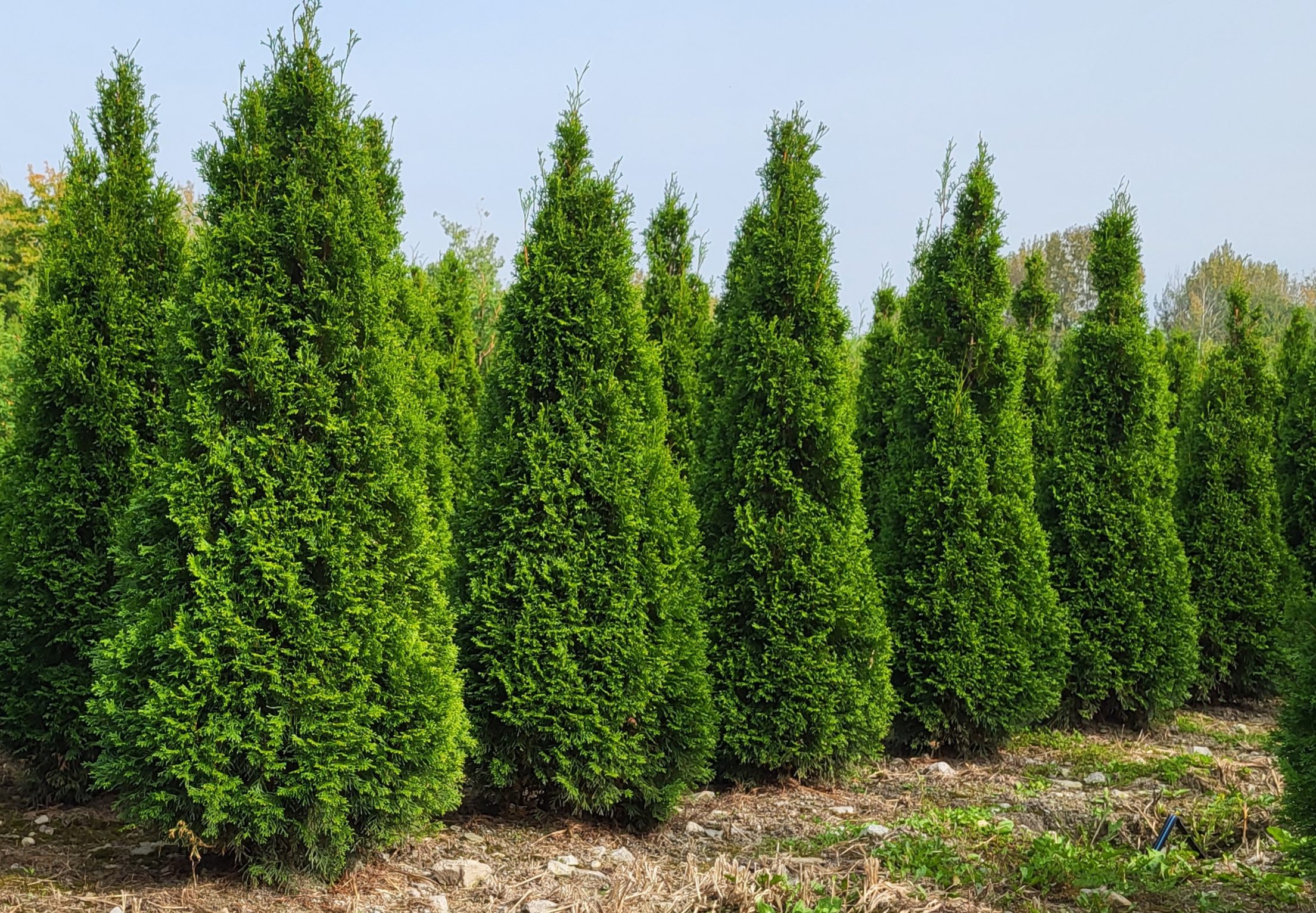 Thuya Occidentalis Smaragd - Cèdre Emerald – Image 2