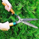 trim-your-cedar