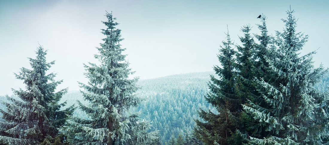 Our Cedars - La Cédrière Barbe