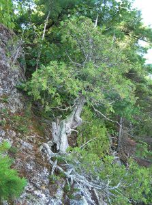 Le plus vieux arbre du Québec est un cèdre
