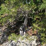 le plus vieil-arbre-du-qc