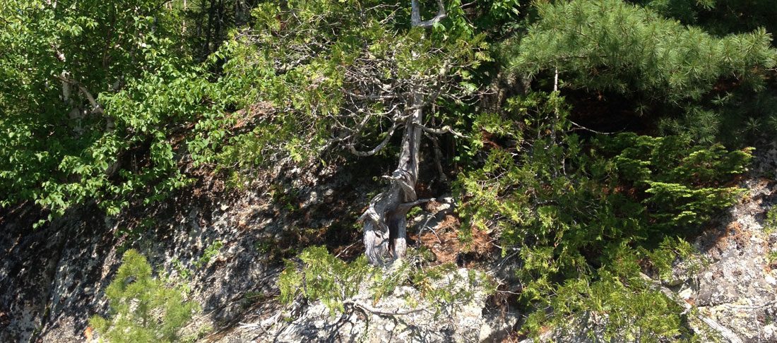 The oldest tree in Quebec! - La Cédrière Barbe