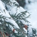 neige-verglas-cedres