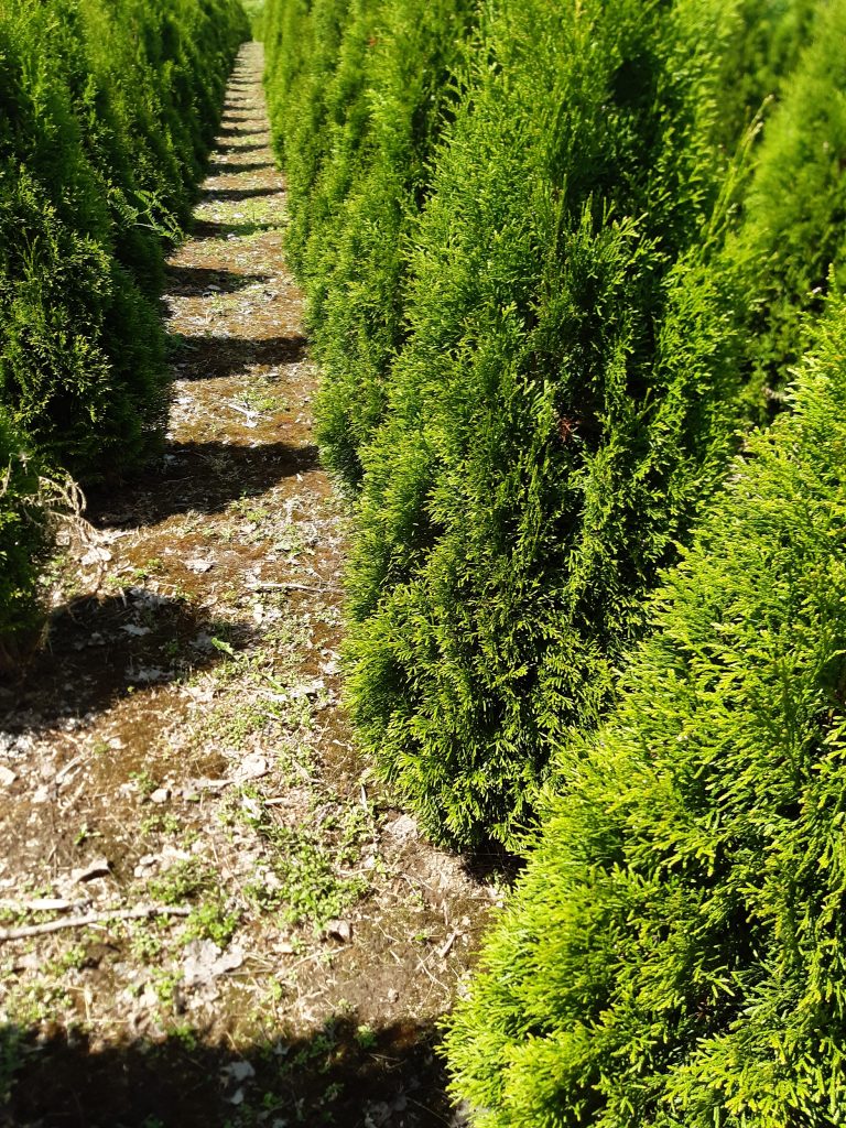 Our Cedars - La Cédrière Barbe