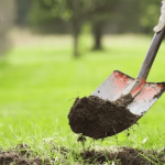Quand planter ses cèdres?
