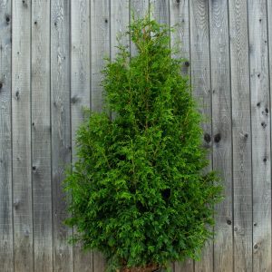 Cèdre à Haie - Thuya Occidentalis Blanc et Nigra