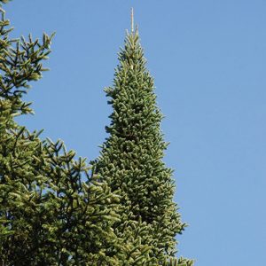Abies Balsamea - Sapin Baumier