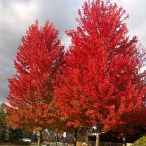 Acer Freemanii 'Autumn Blaze' - Freeman Maple 'Autumn Blaze'