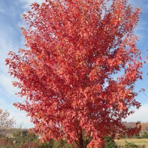 Acer Freemanii 'Autumn Fantasy' - Érable de Freeman 'Autumn Fantasy'