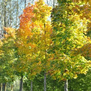 Acer Platanoides 'Columnare' - Columnare Norway Maple