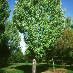 Acer Rubrum 'Armstrong' - Armstrong Red Maple