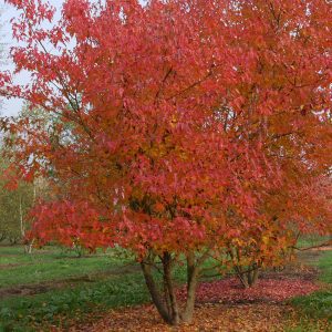 Acer Ginnala 'Flame' - Ginnala Flame Maple