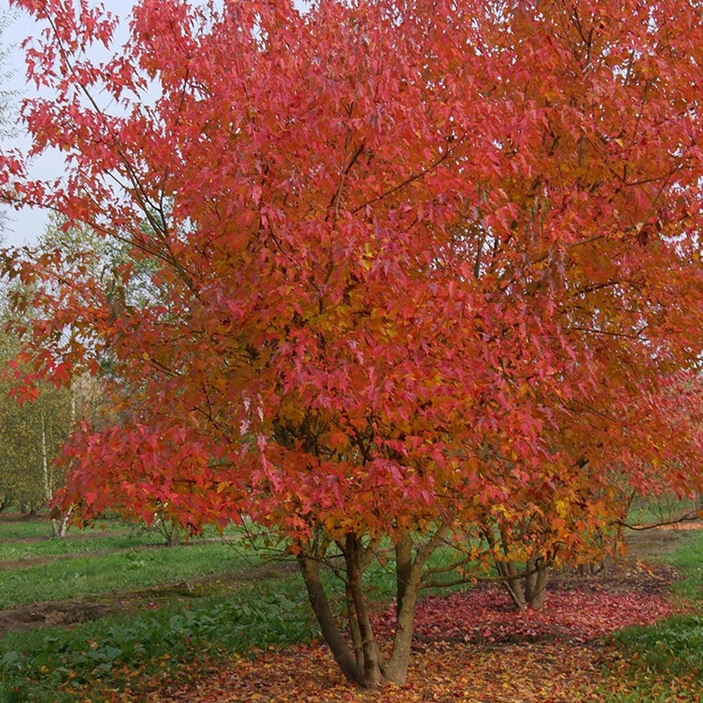Acer Ginnala 'Flame' - Ginnala Flame Maple
