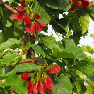 Acer Tataricum 'Hot Wings' - Tatarian Maple 'Hot wings'