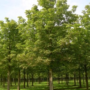 Aesculus Hippocastanum 'Baumanii' - Marronnier de Bauman