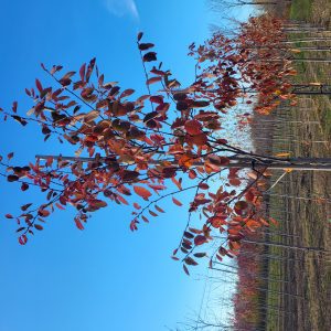 Amelanchier Grandiflora 'Autumn Brilliance' - Serviceberry 'Autumn Brilliance'