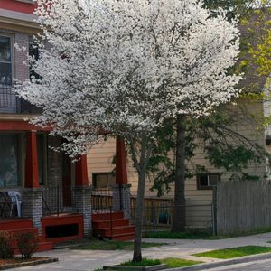 Amelanchier Laevis 'Lustre' - Serviceberry 'Lustre'