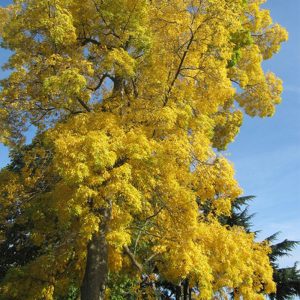 Carya Cordiformis - Bitternut Hickory