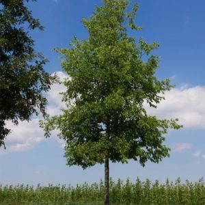 Celtis Occidentalis - Hackberry