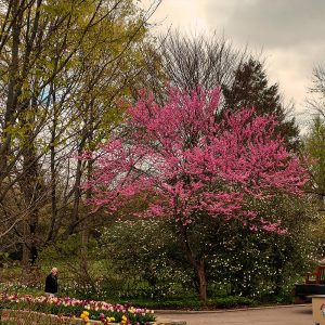 Cercis Canadensis - Eastern Redbud