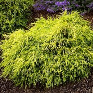 Chamaecyparis Pisifera Filifera 'Sungold' - Faux-cyprès doré nain