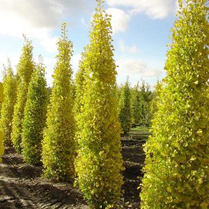Ginkgo Biloba Goldspire - Arbre aux quarante écus Goldspire