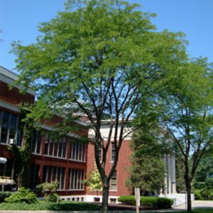 Gleditsia Triacanthos 'Shademaster' - Thornless Honeylocust 'Shademaster'