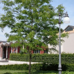Gleditsia Triacanthos Skyline - Thornless Honeylocust 'Skyline'