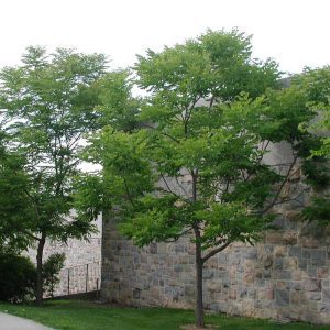 Gymnocladius Dioïcus - Kentucky Coffeetree