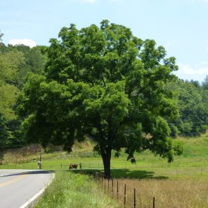 Juglans Nigra - Eastern Black Walnut
