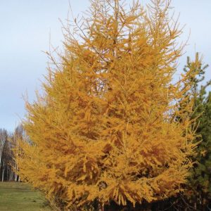 Larix Laricina - Mélèze laricin