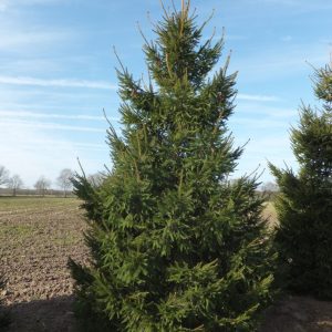 Picea Abies - Épinette de Norvège