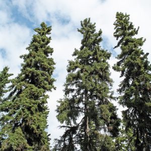 Picea Glauca - Épinette Blanche