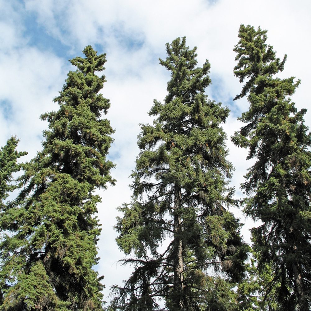 Picea Glauca - Épinette Blanche