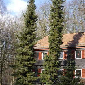 Picea Omorika - Épinette de Serbie