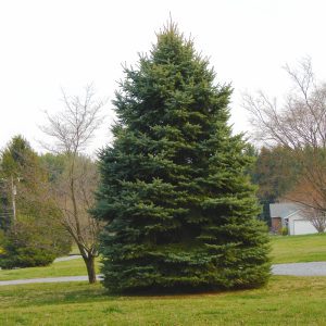 Picea Pungens 'Glauca' - Épinette du Colorado