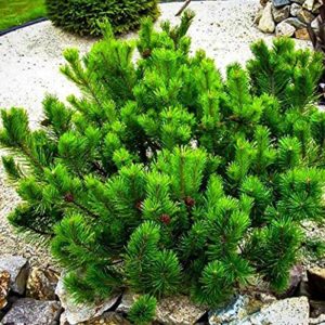 Pinus Mugo Pumilo - Pin de montagne nain