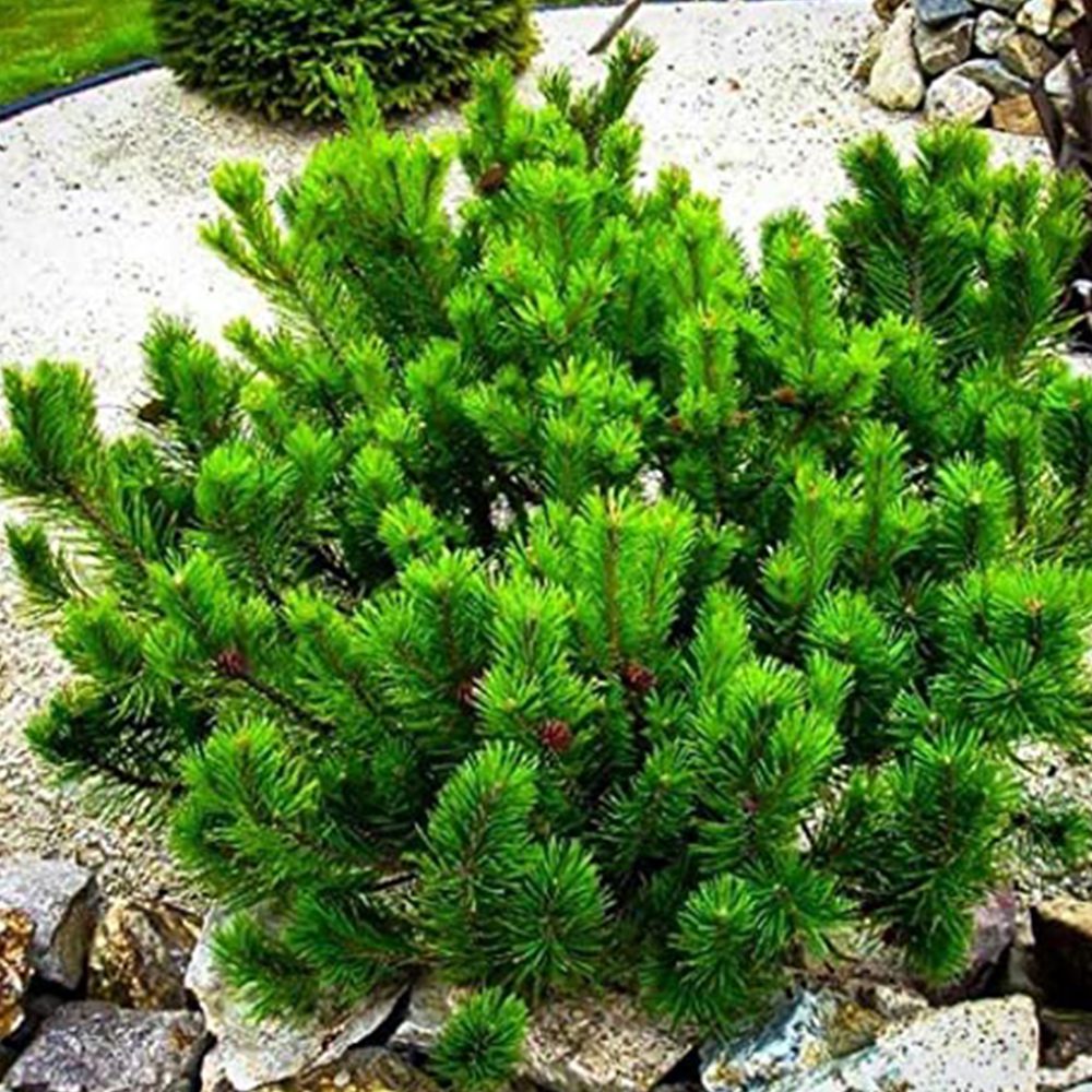 Pinus Mugo Pumilo - Pin de montagne nain
