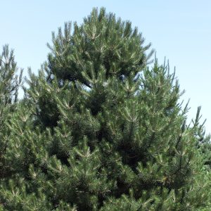 Pinus Nigra Austriaca - Pin noir d'Autriche