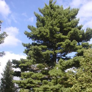 Pinus Strobus - Pin blanc