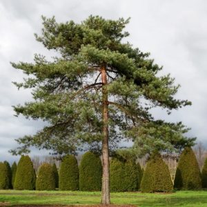 Pinus Sylvestris - Pin sylvestre
