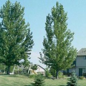 Populus Deltoïdes 'Siouxland' - Siouxland Eastern Cottonwood