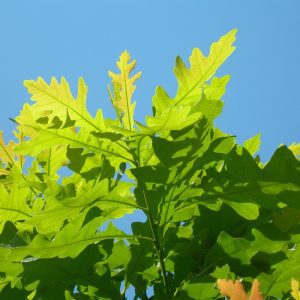Quercus Macrocarpa - Bur Oak