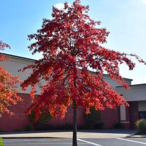 Quercus Palustris - Pin Oak