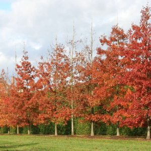 Quercus Rubra - Northern Red Oak