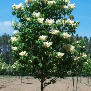 Syringa reticulata 'Ivory silk' - Japanese Tree Lilac