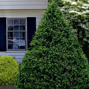 Taxus Cuspidata 'Capitata' - If du Japon 'Capitata'