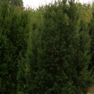Taxus X Media Hicksii - If hybride Hicksii