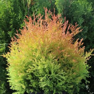 Thuya Occidentalis 'Firechief' - Cèdre 'Firechief'